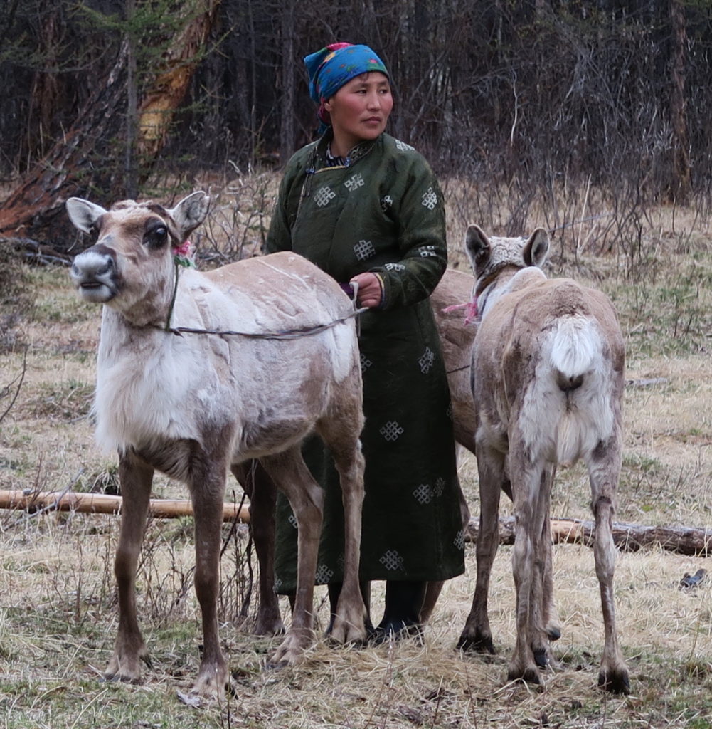 Dame Tsaatan avec ses rennes en Mongolie