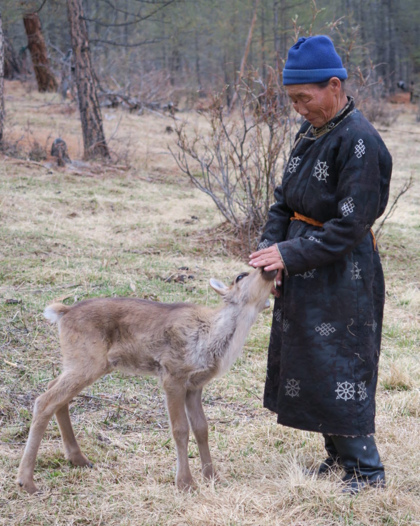 Vieille dame Tsaatan et un bébé renne en Mongolie