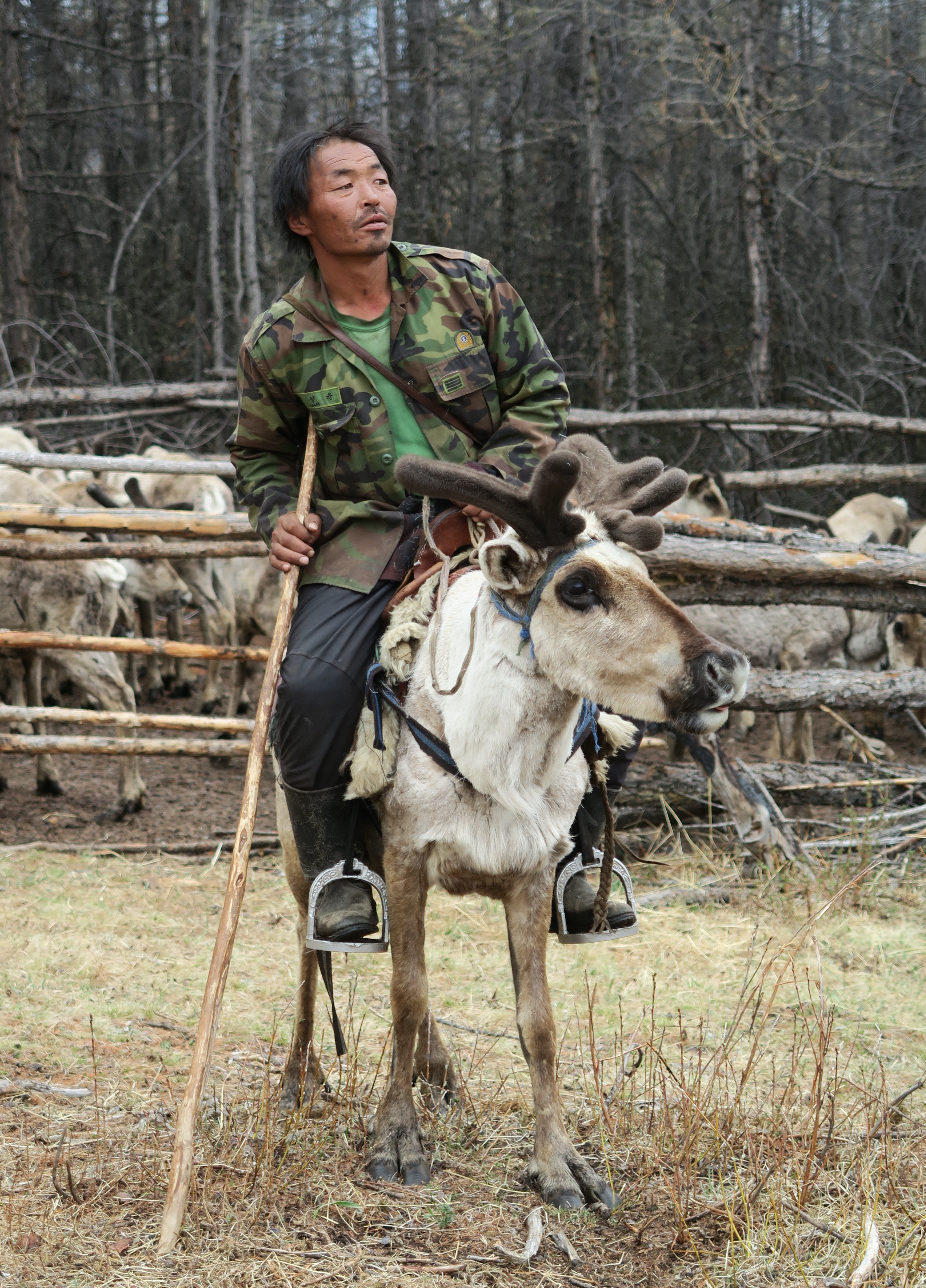 Homme Tsaatan regardant au loin sur le dos de son renne