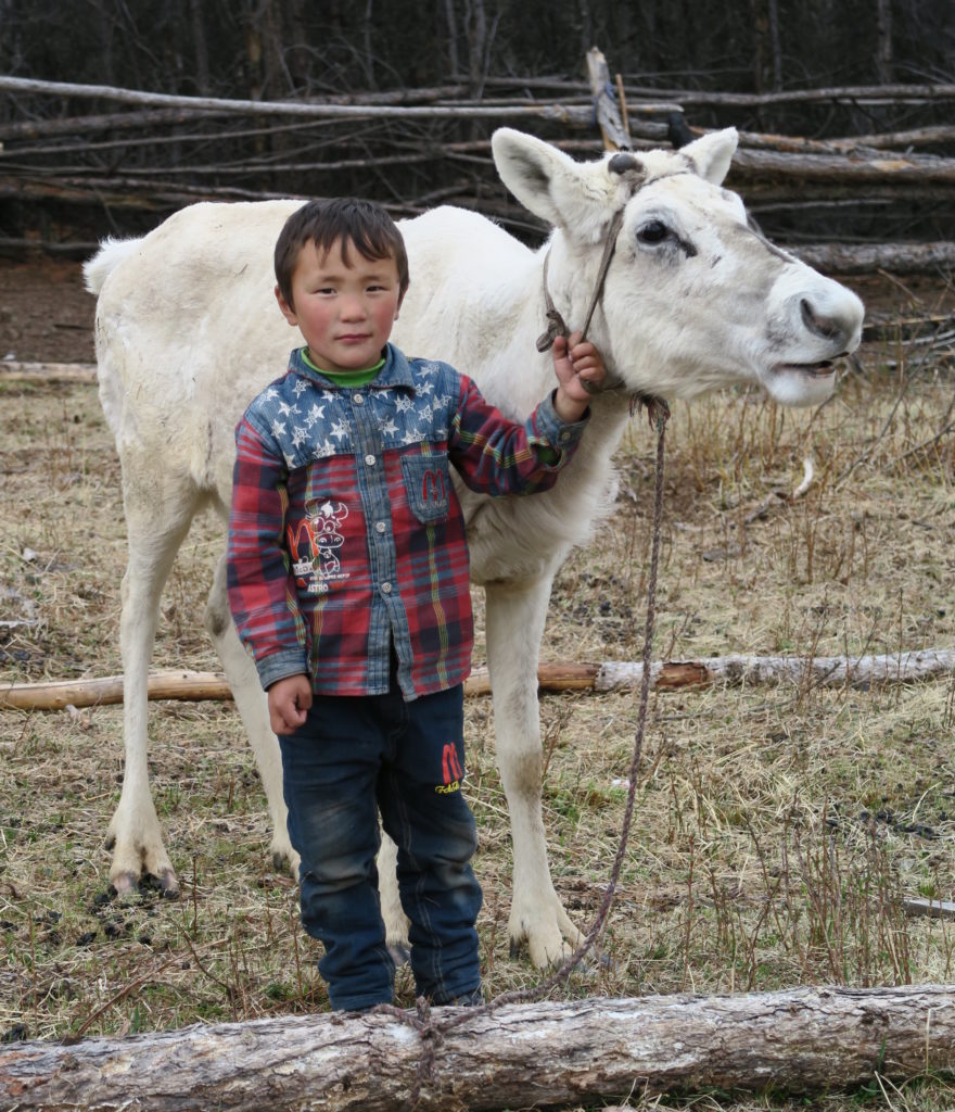 Enfant Tsaatan posant avec un renne albinos