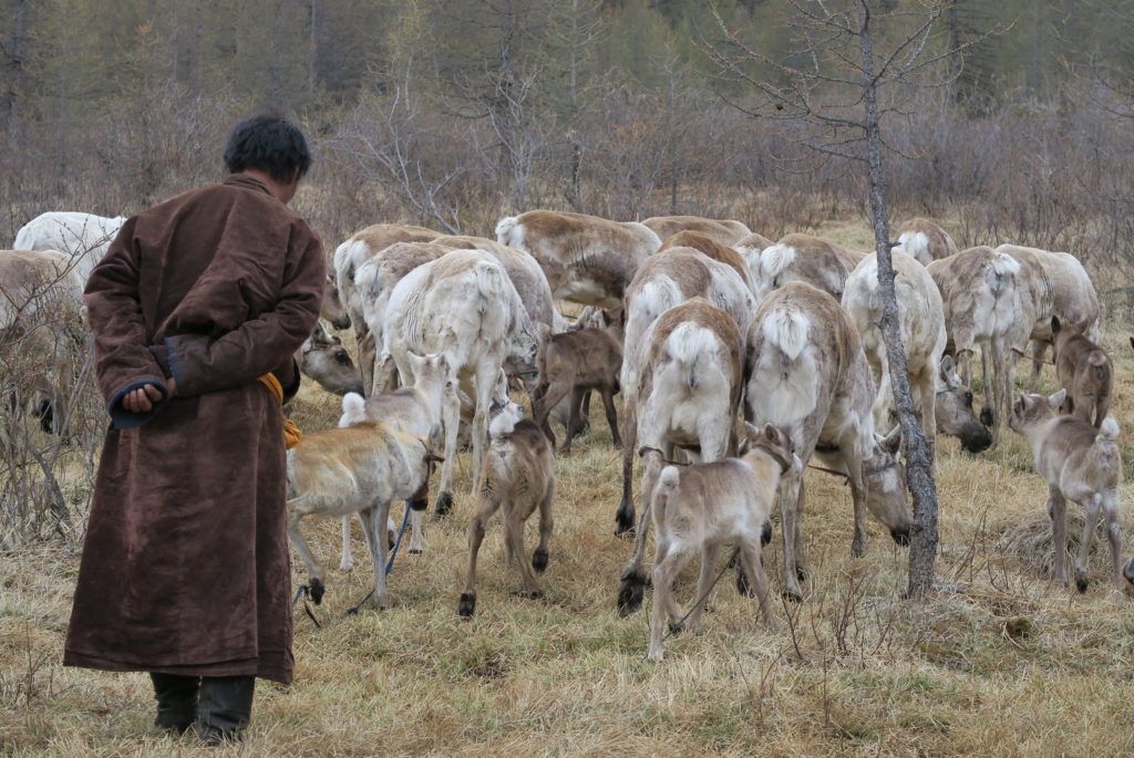 Un homme rassemble son troupeau de renne le soir