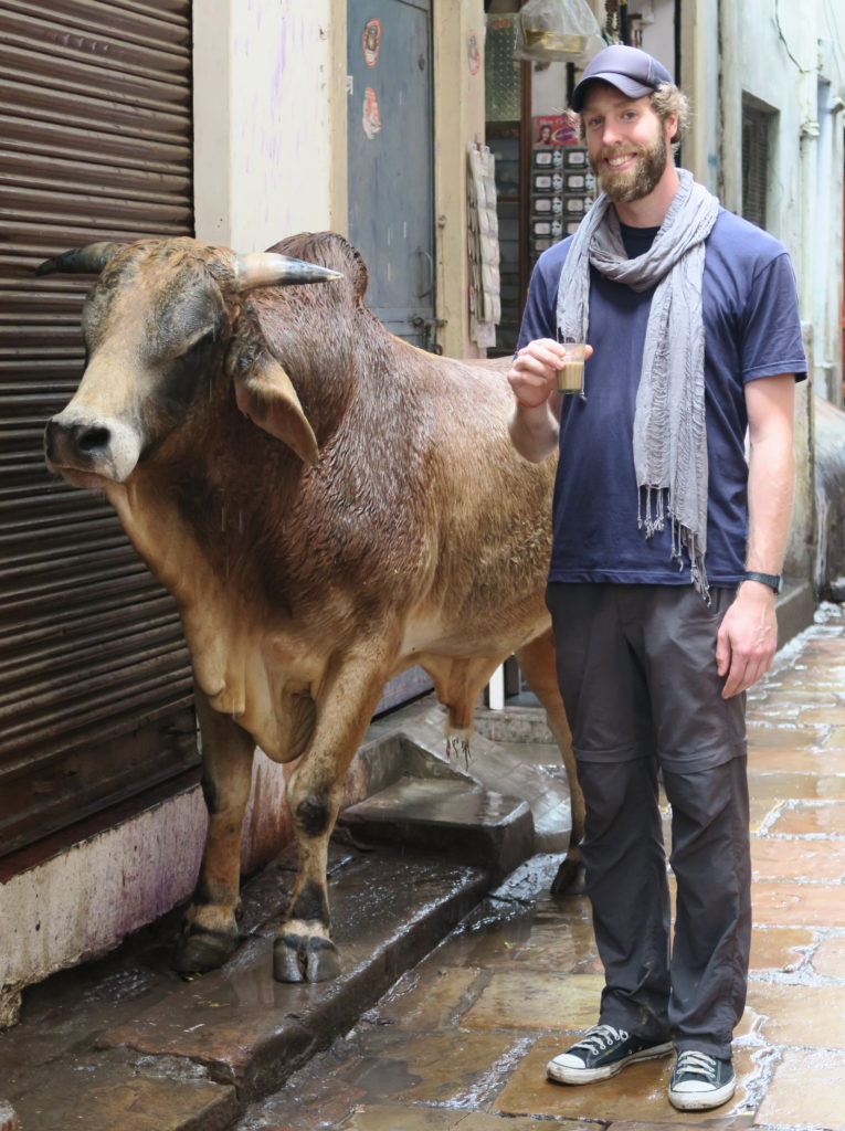 Vache dans une ruelle de Varanasi