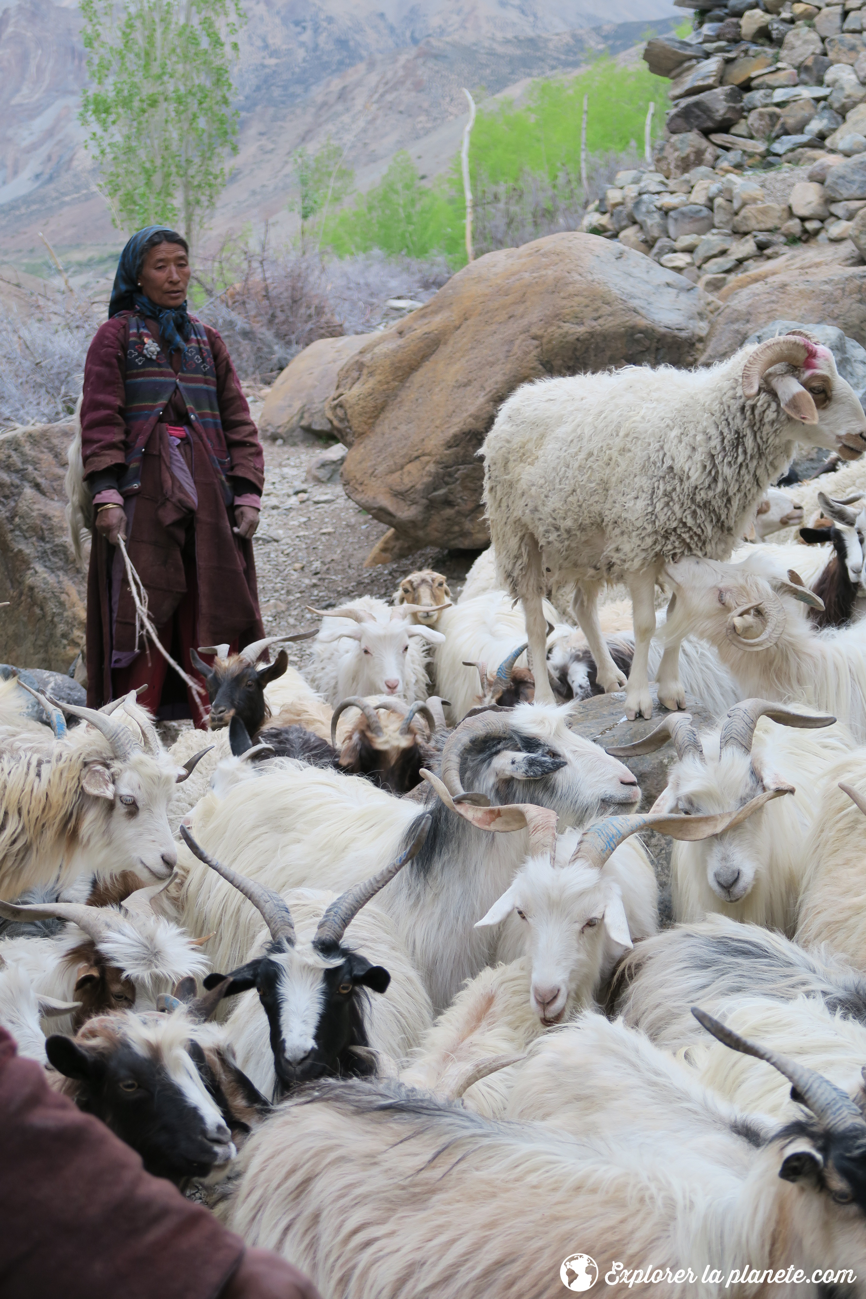 Grande traversee du Zanskar - Dame du village de Hanupatta 2
