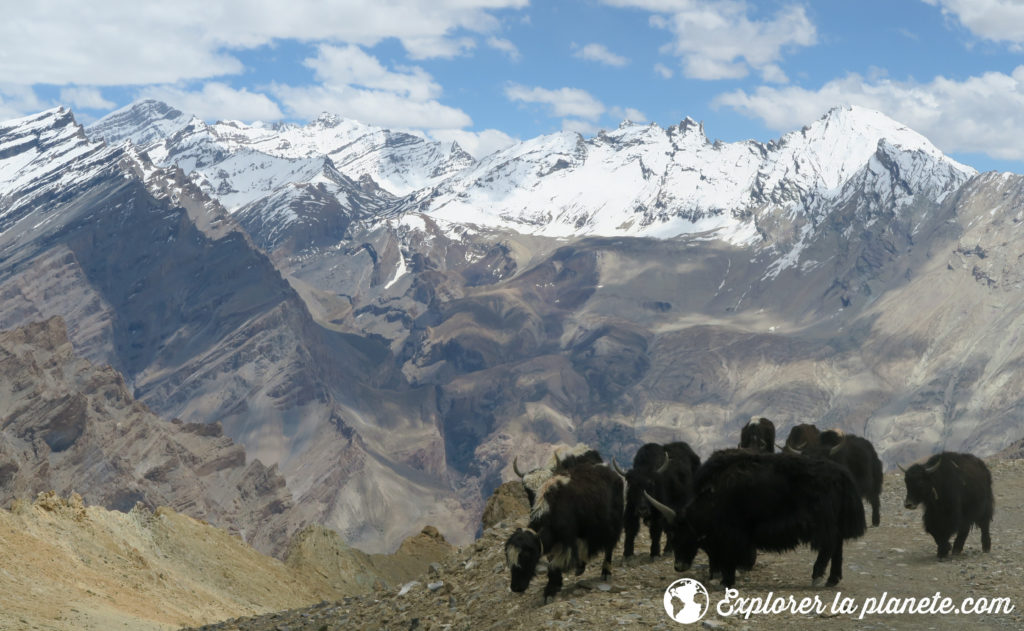 Grande traversee du Zanskar - Yaks en chemin pour Gongma