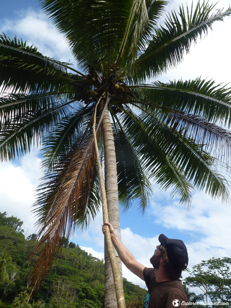 polynesie-francaise-petit-prix-noix-de-coco