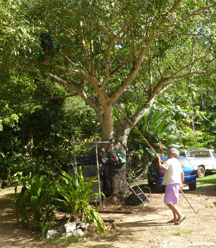 polynesie-francaise-petit-prix-recolte-de-mangues