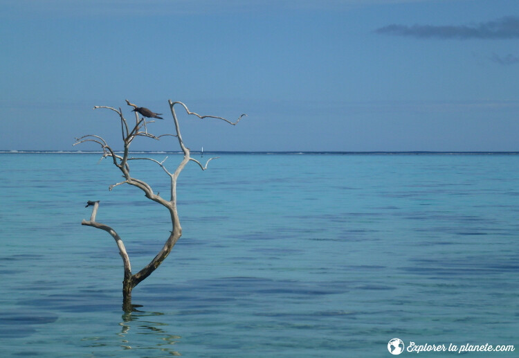 iles-visiter-polynesie-francaise-arbre-et-oiseau-a-moorea