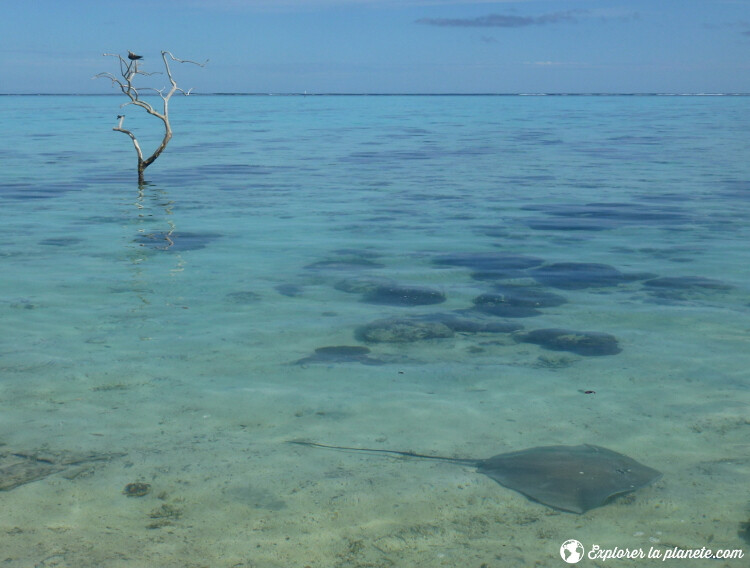 iles-visiter-polynesie-francaise-raie-a-moorea