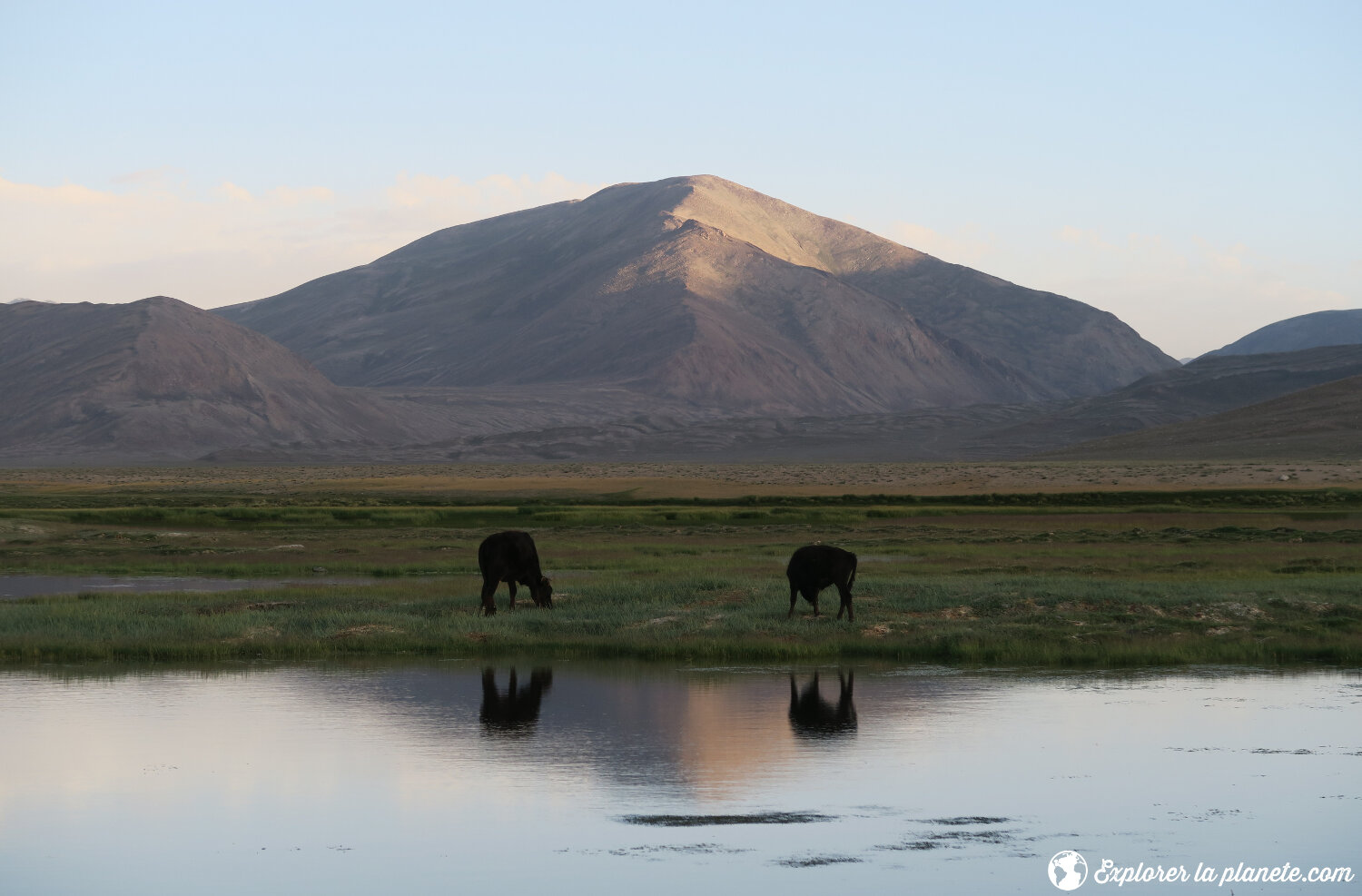 Vaches à côté d'un plan d'eau au Tadjikistan