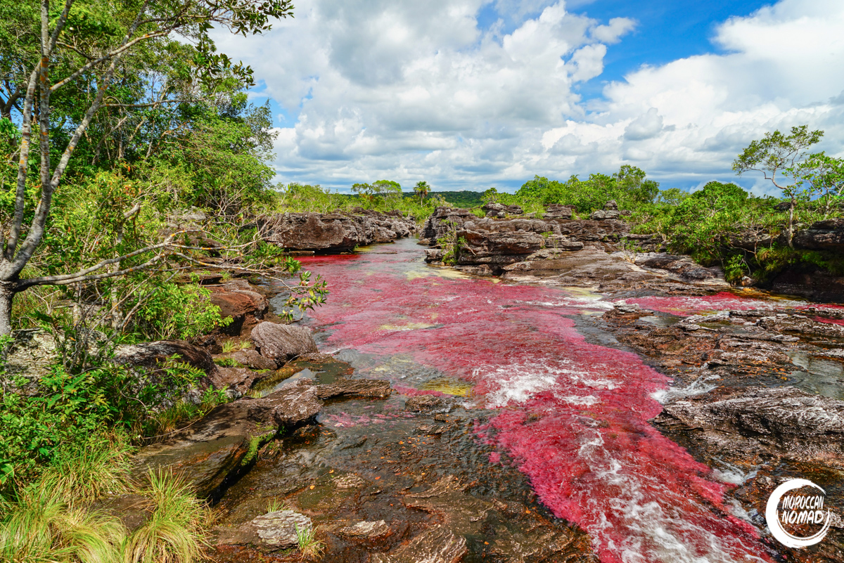 Rivière colorée de La Macarena en Colombie