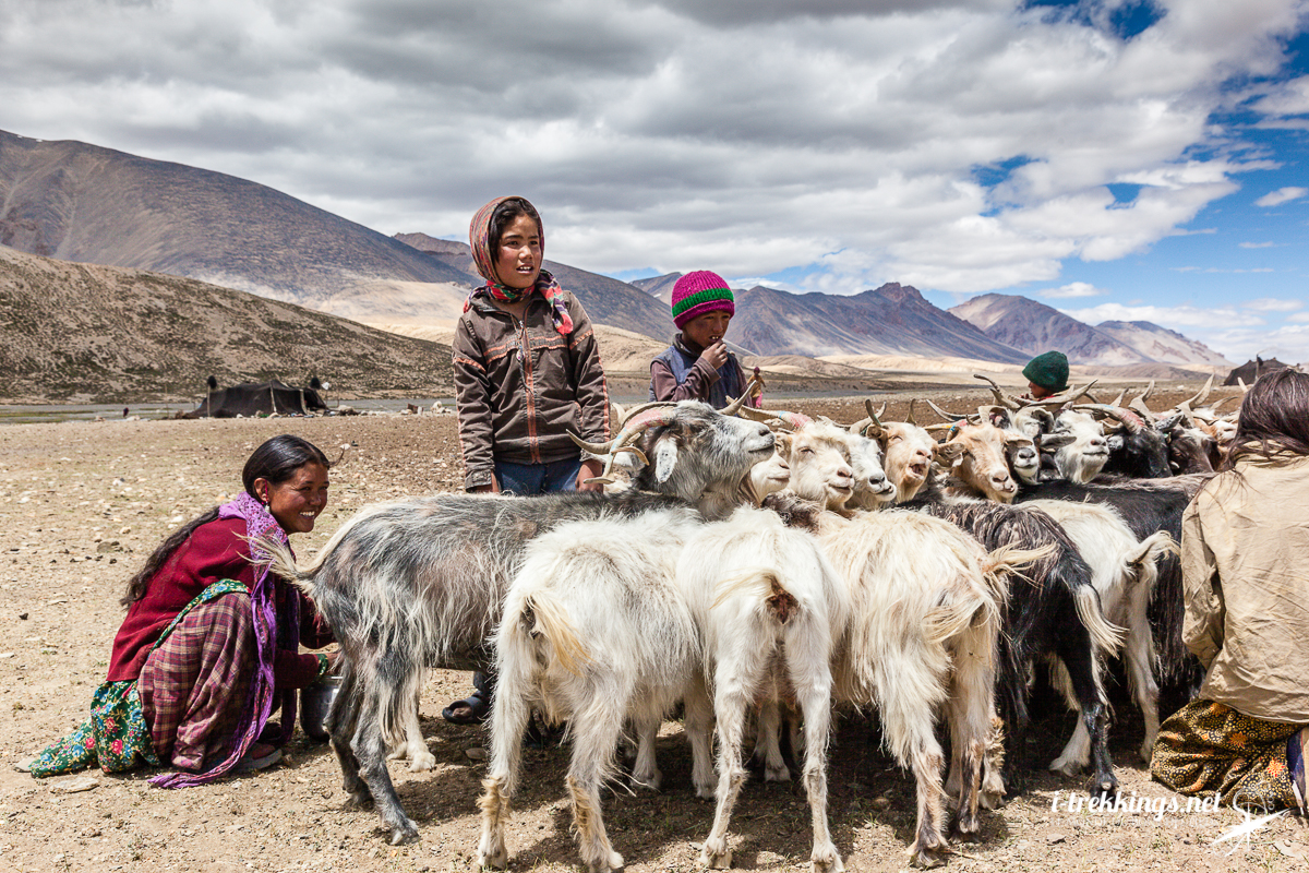 Peuple Changpa avec chèvres au Ladakh