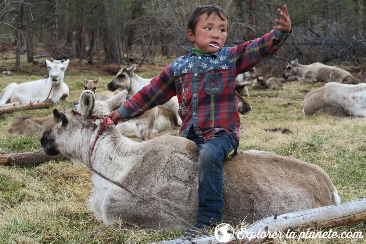 Garçon sur le dos d'un renne dans une tribu Tsaatan au Nord de la Mongolie
