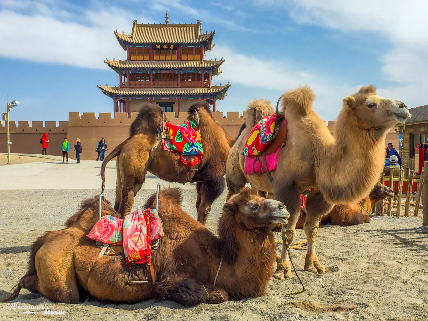 Chameaux devant temple au Gansu en Chine destinations en dehors des sentiers battus