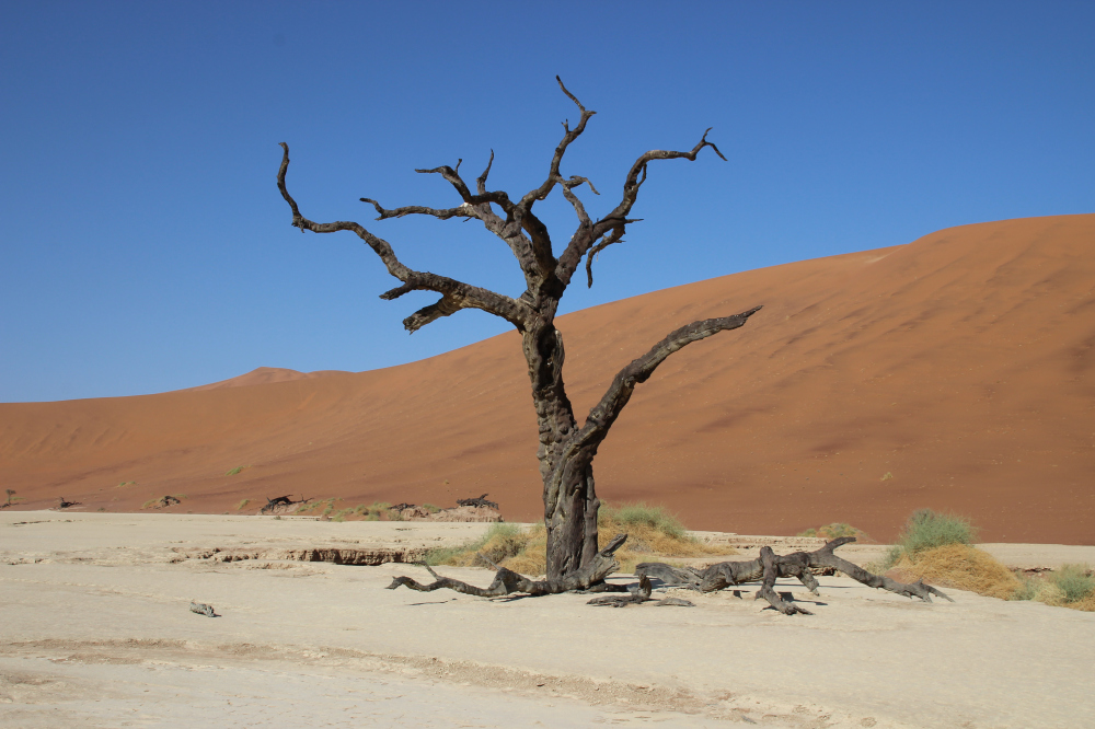 Arbre fossilisé dans le désert de Dead vlei en Namibie destinations en dehors des sentiers battus