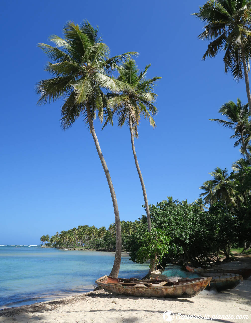 La plage de Las Galeras en République dominicaine avec deux palmiers et un bateau de pêcheur