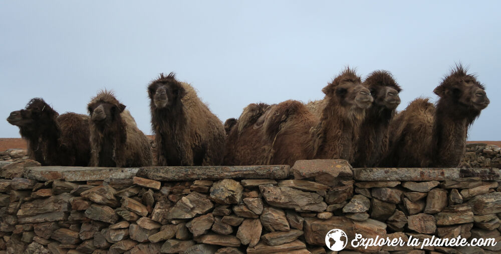 Les chameaux bien poilus du désert de Gobi en Mongolie.