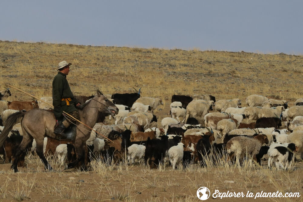 Un Mongole avec son troupeau de chèvres et de moutons.