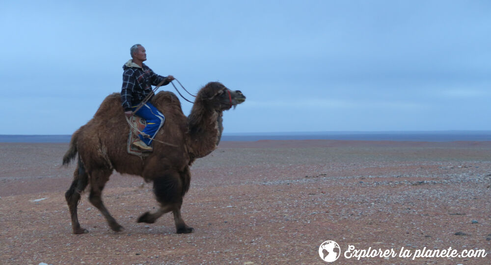Un mongole à dos de chameau dans le désert de Gobi.
