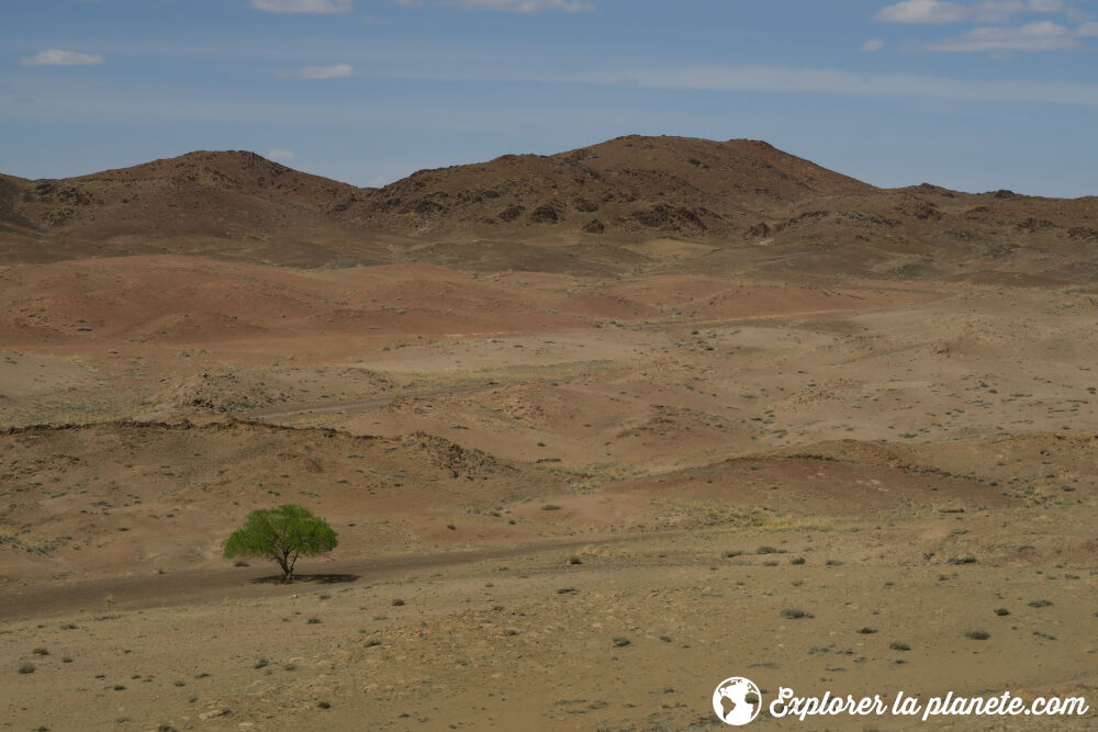 Un des seuls arbres dans les alentours de Oggin Khiid en Mongolie.
