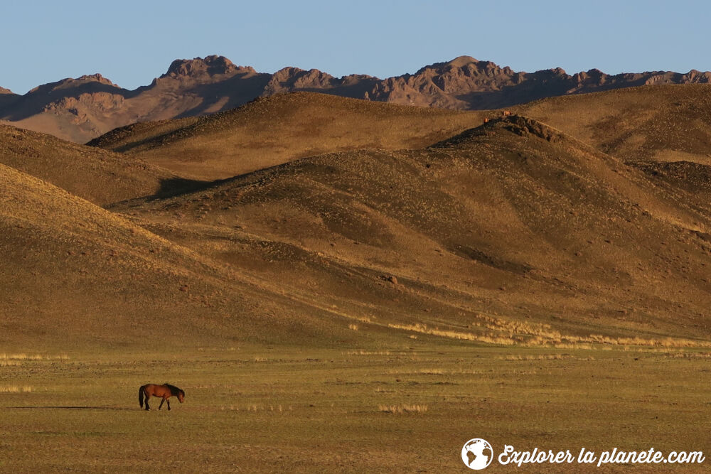 Un cheval sauvage en plein milieu de la steppe en Mongolie.