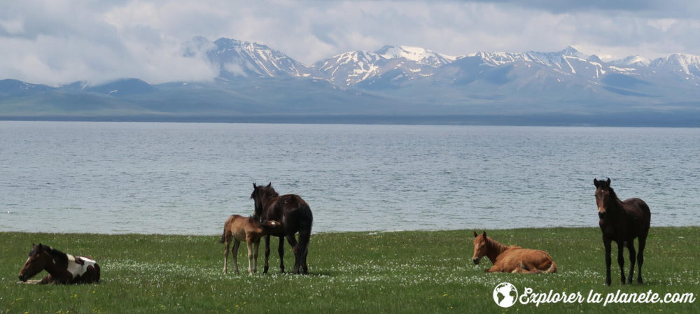 Chevaux sur le bord du lac Song kul avec les montagnes en arrière plan au Kirghizistan.