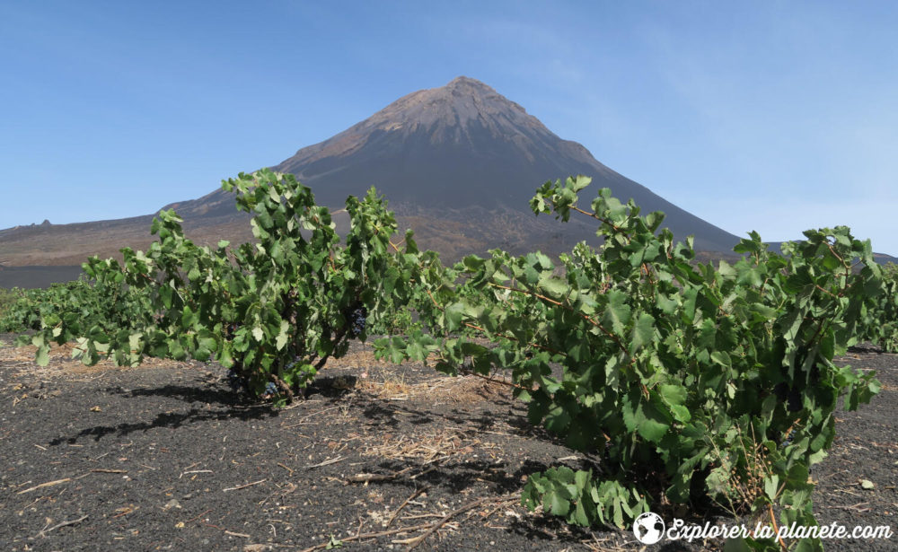 Les vignes au pied du Pico do Fogo au Cap-Vert.