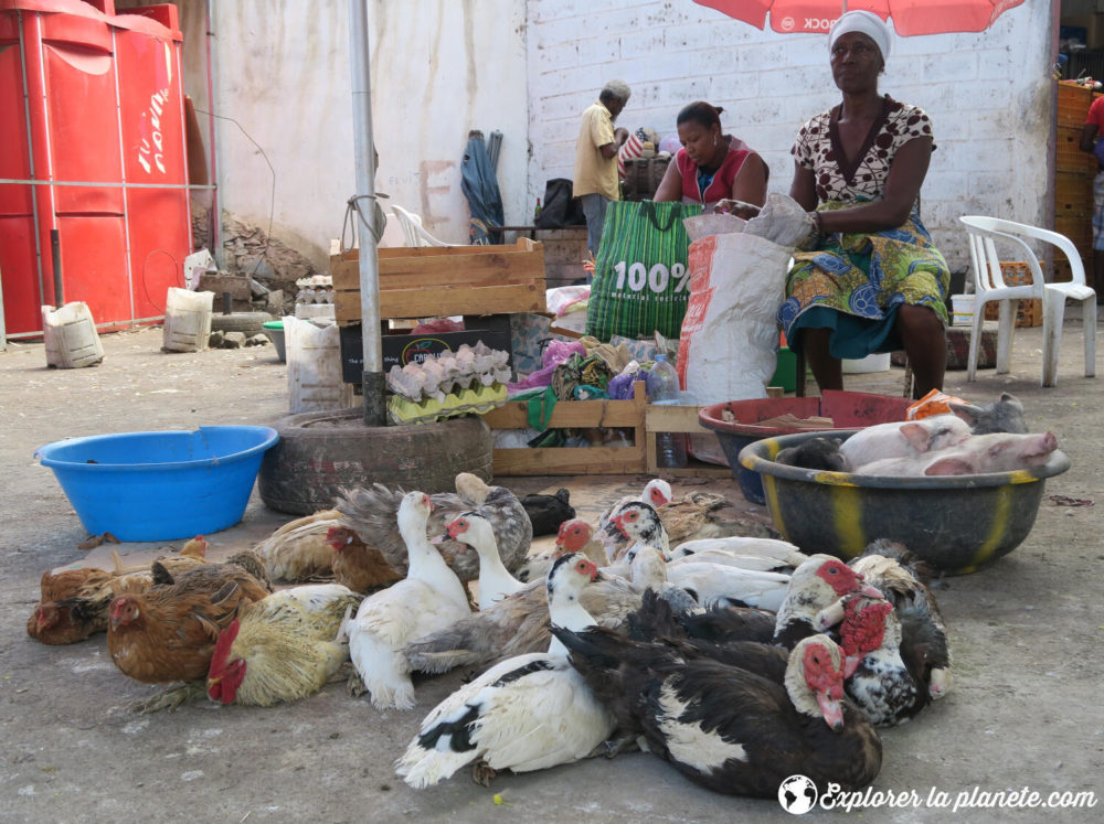 Les animaux en vente au marché de Praia.